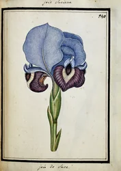 Irys Susana