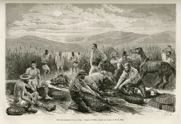 The Fishing of the Leeches, narysowany przez Sahiba, ilustrujący historię Henry