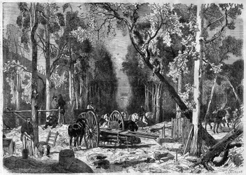 Drwal w Ogrodzie Luksemburskim w Paryżu w 1870 r. - Rycina z 1870 r.