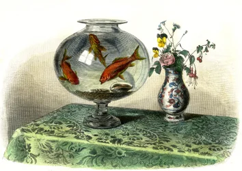 Cypryn złocisty (Cyprinus auratus) - Talerz wydobyty z Histoire Naturelle przez Bernarda Germaina de Lacepede (1856-1925), wydanie P.Furme, Paryż