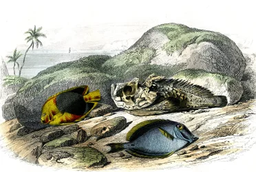 Trójkolorowy (Holocanthus tricolor), okropny i frajer (Acanthurus Surgery) - Tablica wyekstrahowana z Histoire Naturelle przez Bernarda Germaina de Lacepede (1856-1925), wydanie P.Furme, Paryż