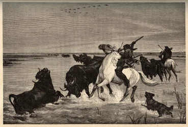 Woły (rasa bydła) z Camargue po malowaniu vayson - grawerowanie w „PATRIE” - grawerowanie w „PATILE” - OPIS PINTUREQUIRESSE DE LA FRANCE W 6 TOMACH LUCIENA HUARDA - koniec XIX wieku