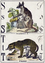 Litera S Sarigue (Opos); Tygrys. Grawerowanie w „Alfabet des animaux sauvages””. 9. seria. Obraz Epinal, Pellerin, drukarz-wydawca, ok. 1870 r. Ryciny na drewnie, szablon. 16 stron. Wymiary: 20 x 15 cm. Prywatna kolekcja