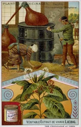 Rośliny lecznicze: kamfora; przygotowanie kamfory w Japonii - Chromo Liébig, v.1900