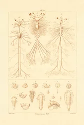 Metamorfoza, 1833-39