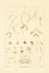 Metamorfoza, 1833-39