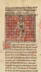 Ms 2030 fol.17 Figura anatomiczna z La Chirurgie de Maitre Henri de Mondeville