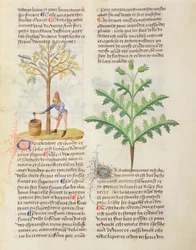 SM. O różnych ziołach Dioscorides, fol.165r Terpentyna do oklepywania