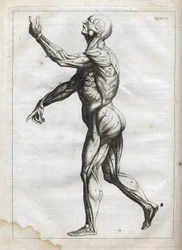 Mięśnie ludzkie - - grawerowanie w „Anatomii abstrakcyjnej, przystosowanej do malarstwa i rzeźby” - 1760