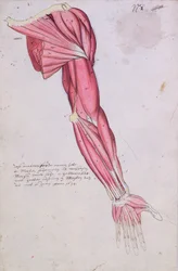 Muskulatura ramienia i barku, 1634 (pióro i atrament oraz toaleta na papierze)