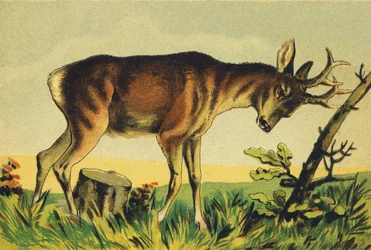 N Nangueur (wulgarna nazwa antylopy lamajskiej)