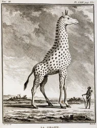 Talerz historii naturalnej: La Giraffe - w „Historii naturalnej, ogólnej i szczegółowej” Buffon
