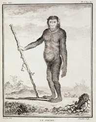 Plansza historii naturalnej: Jocko - w "Historii naturalnej, ogólnej i szczegółowej" Buffona
