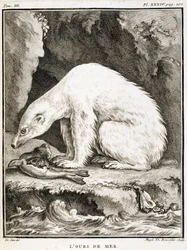 Tablica historii naturalnej: Niedźwiedź morski żywiący się foką - w "Historii naturalnej, ogólnej i szczegółowej" Buffona