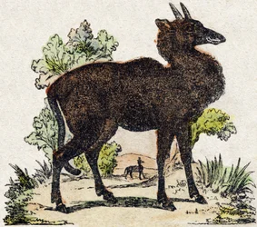 Nyl-ghau (Nyl-ghau, zwierzę indyjskie). Grawerowanie w „Alfabet des animaux sauvages””. 9. seria. Obraz Epinal, Pellerin, drukarz-wydawca, ok. 1870 r. Ryciny na drewnie, szablon. 16 stron. Wymiary: 20 x 15 cm. Prywatna kolekcja