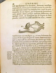 Schemat optyczny z De Homine Figuris Rene Descartes (1596-1650) opublikowany w Hadze, 1662