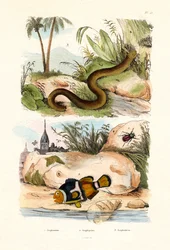 Błazenek pomarańczowy, 1833-39
