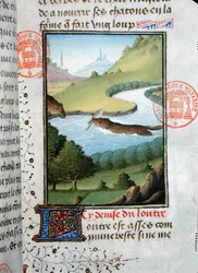Wydra łowi rybę, z Livre de la Chasse Gastona Phebusa de Foix (1331-91) (welum)