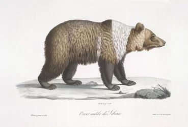 Samiec niedźwiedzia syberyjskiego, z „Historii naturalnej ssaków” (kolor lito)
