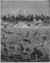 Perłowe brzoskwinie na Cejlonie (dzisiejsza Sri Lanka) w XIX wieku. Grawer z 1885 roku w „Les arts et metiers illustres” Adolphe BITARD.