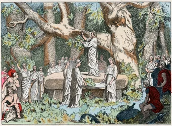 Zbieranie jemioły druidom w Galii, koniec XIX w. (rytowanie)