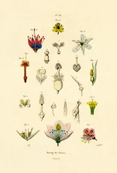 Hodowla Roślin, 1833-39