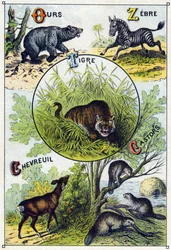 Płyta 2: Niedźwiedź, Zebra, Tygrys, Jeleń, Bobry. Grawerowanie w „Sylabariusze alfabetu dzikich zwierząt””. Serie A. Pellerin et Cie, drukarze-wydawcy, Epinal, koniec XIX wieku. Chromolitografie . Mały 8-stronicowy album reklamowy zawierający sylabariusz i