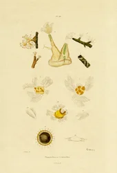 Polip, 1833-39