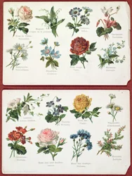 Pocztówki przedstawiające język i znaczenie kwiatów, ok. 1905