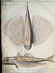Profil i grzbiet uskrzydlonej ryby, Big Island, Brazylia, akwarela z dziennika pokładowego Jacquesa Gouina de Beauchesne (1652-1730), kapitana Compagnie Royale de la Mer du Sud, od 1698 do 1701, Francja