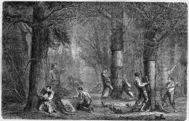 Relokacja kory dębu liege (dąb-liege). Grawerowanie w „Historii roślin” Louisa Figuiera opublikowane w „Le Monde Illustré” nr 399 z 3 grudnia 1864 r.