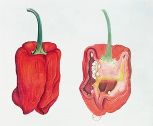 Papryka czerwona, talerz botaniczny (wc na papierze)
