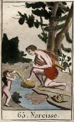 Reprezentacja Narcisse