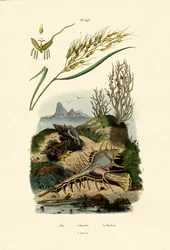 Ryż, 1833-39