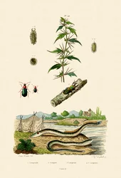 Szorstki rzepień, 1833-39