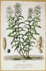 Saponaria officinalis, XIX w. (kolor grawerowany)