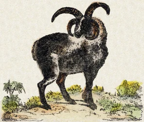 Owce. Grawerowanie w „Alfabet des animaux sauvages””. 9. seria. Obraz Epinal, Pellerin, drukarz-wydawca, ok. 1870 r. Ryciny na drewnie, szablon. 16 stron. Wymiary: 20 x 15 cm. Prywatna kolekcja