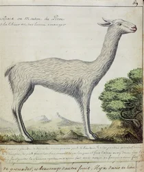 Owce z Peru (lamy lub alpaki) (wc na papierze)