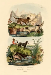 Owczarek, 1833-39