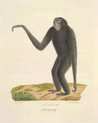Siamang, z Natural History of Mammals (kolor lito)