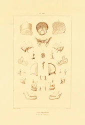 Szkielet, 1833-39
