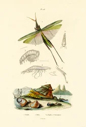 Konik polny o skośnej twarzy, 1833-39