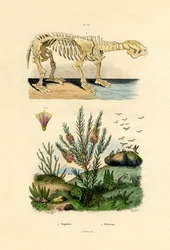 Leniwiec, 1833-39