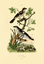 Południowa szara dzierzba, 1833-39
