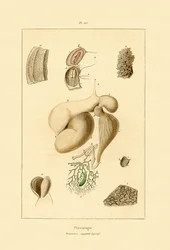 Żołądek, 1833-39