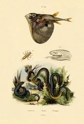 Tajwan Habu, 1833-39