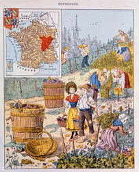 Winogron w Burgundii, ilustracja z podręcznika szkolnego, ok. 1910 r.