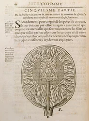Struktura mózgu, z De Homine Figuris Rene Descartes (1596-1650) opublikowanej w Hadze, 1662