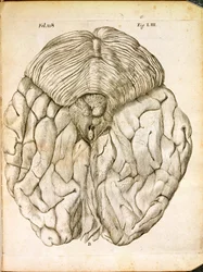Struktura mózgu, z De Homine Figuris Rene Descartes (1596-1650) opublikowanej w Hadze, 1662