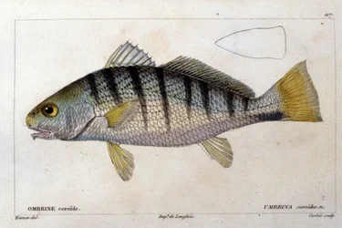 Koroidowy baldachim po „”Naturalnej historii ryb”” Cuvier, Valenciennes, Paryż